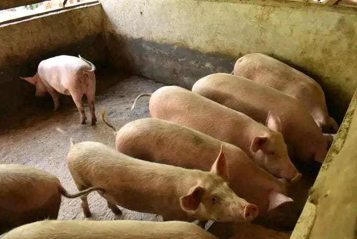 7 Months Pig